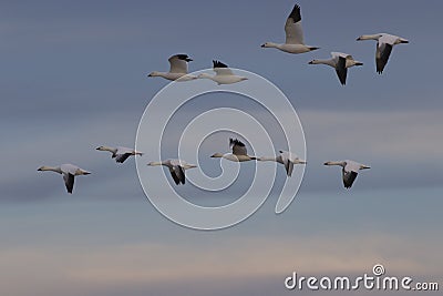 Beautiful white snow geese soar across sunset sky Stock Photo
