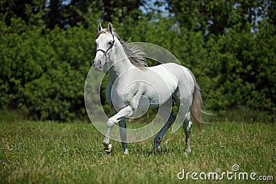 Beautiful white spanish stallion Stock Photo