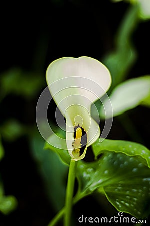 Beautiful White Spathiphyllum Peace Lily Flower Stock Photo