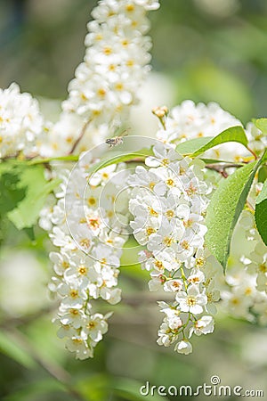 Beautiful white spirea blossom with bees flying near at Spring day in tropical garden, closeup Stock Photo