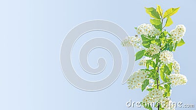 Beautiful white spirea blossom with bees flying near at Spring day in tropical garden with copy space for text, closeup Stock Photo