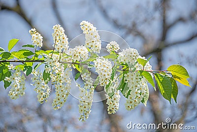 Beautiful white spirea blossom at Spring day in tropical garden, closeup Stock Photo