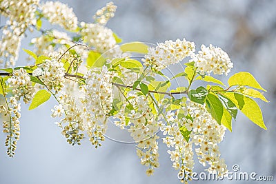 Beautiful white spirea blossom at Spring day in tropical garden, closeup Stock Photo