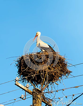 Stork in its nest on an electrical pole Stock Photo