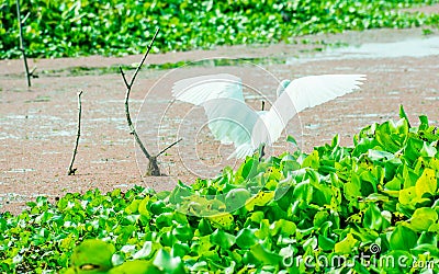 A Beautiful white Swan or Cygnus bird flapping its wings on the lake field with floating aquatic plant in Kumarakom Bird Sanctuary Stock Photo