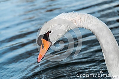 Beautiful white swan duck floating in al qudra lake Stock Photo