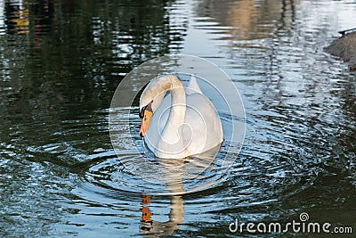 Beautiful white swan duck floating in al qudra lake Stock Photo