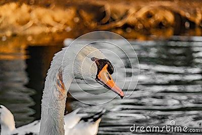 Beautiful white swan duck floating in al qudra lake Stock Photo