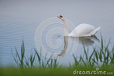 Beautiful white swan floating in the lake Stock Photo