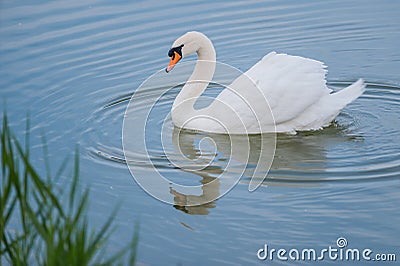 Beautiful white swan floating in the lake nature Stock Photo