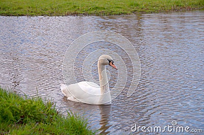 A beautiful white swan. Gracefully longnecked, heavy body and big footed, swimming majestically. Stock Photo