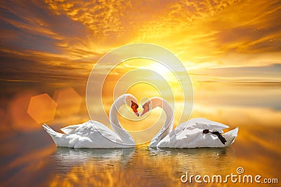 Beautiful White swan in heart shape on lake sunset Stock Photo