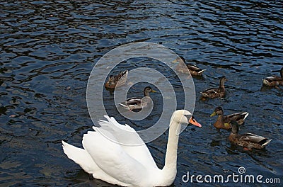 Beautiful white swan whit his babys Stock Photo