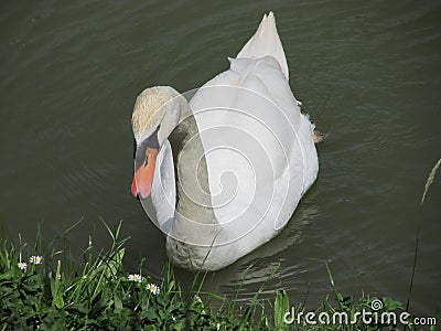 Beautiful white swan swimming in the lake Stock Photo