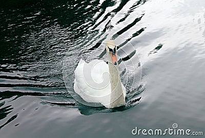 Beautiful white swan swimming in the pond Stock Photo