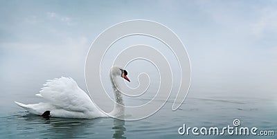 Beautiful white swan swimming in water. Fine art nature with wild bird and river mist Stock Photo
