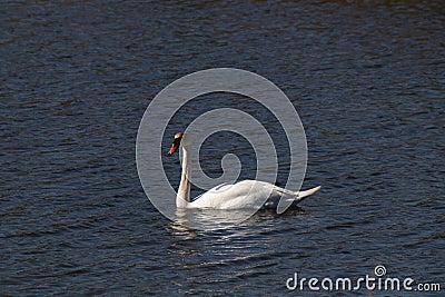 Pretty large bird floating across the water Stock Photo