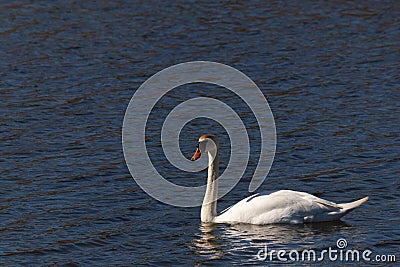 Pretty large bird floating across the water Stock Photo