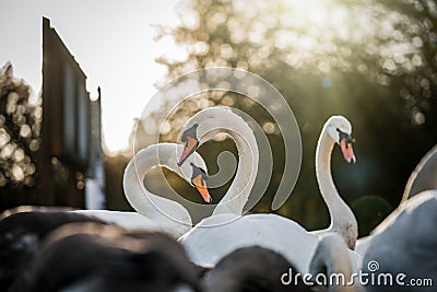 Beautiful white swans sunshine rays summers day nature park signet looking at camera trees orange bill lake wildlife reserve sunny Stock Photo