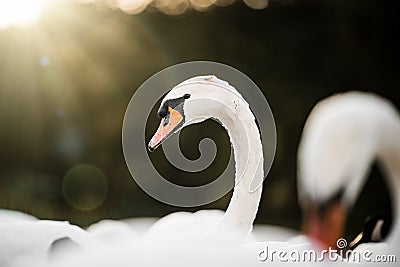 Beautiful white swans sunshine rays summers day nature park signet looking at camera trees orange bill lake wildlife reserve sunny Stock Photo