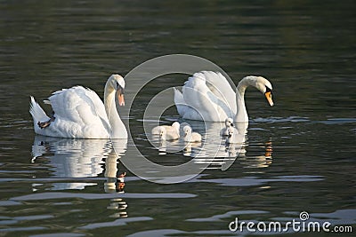 Beautiful white swans with their nestling Stock Photo