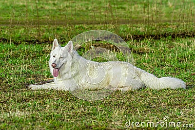 Beautiful white swiss shepherd squinting from the sun lies in a meadow Stock Photo