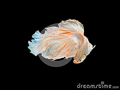 Beautiful white Thai fighting fish swimming with long fins Stock Photo
