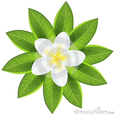 Beautiful white tropical flower Vector Illustration