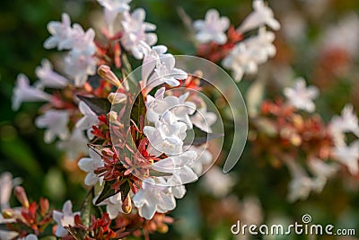 Beautiful white tubular flowers of abelia grandiflora flowering in summer Stock Photo