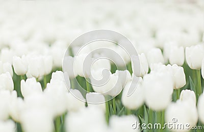Beautiful White Tulips Stock Photo