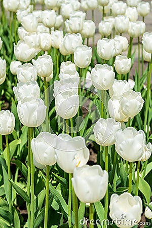 Beautiful white tulips flowerbed closeup. Flower background. Summer garden landscape design. Stock Photo