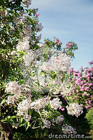 Beautiful white varietal lilac Stock Photo