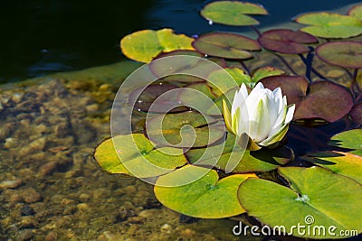 Beautiful white water lily bloom, natural swimming pool, relaxation meditation Stock Photo
