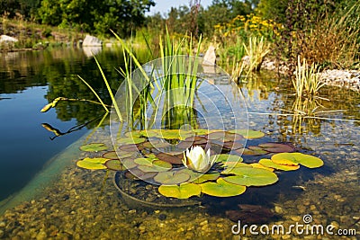 Beautiful white water lily bloom, natural swimming pool, relaxation meditation Stock Photo