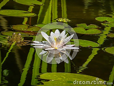 Beautiful white water lily or lotus flower Marliacea Rosea is reflected in black mirror of the pond with reflections of green leav Stock Photo