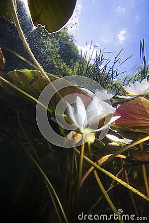 White Water lily nuphar lutea, Underwater landscape Stock Photo