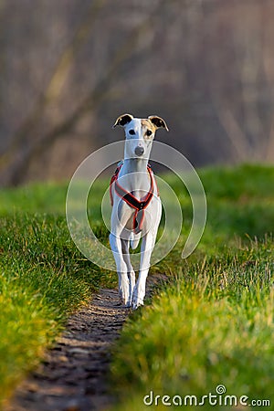 Beautiful white whippet dog. Stock Photo