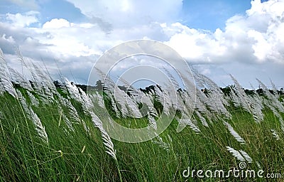 Beautiful white kash or Kans grass flower with blue sky white cloud Stock Photo