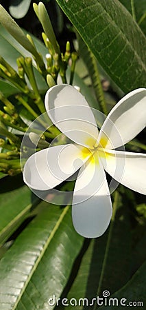 Beautiful white and yellow flowers in a garden Stock Photo