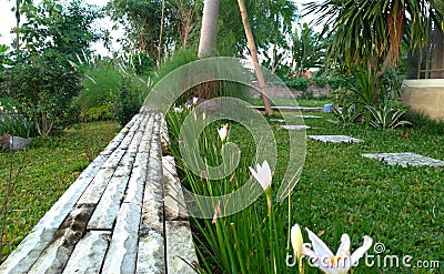 Beautiful white Zephyranthes Minuta flowers in the garden. Stock Photo