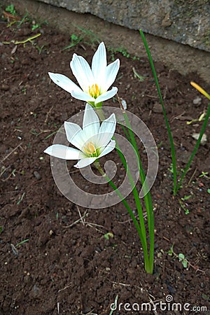 Beautiful white Zephyranthes Minuta flowers in the garden. Stock Photo