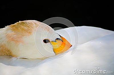 Beautiful Whooper swan Cygnus cygnus resting on its back with eye opening in close up, Isolated on black background. Stock Photo