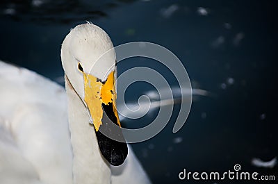 Beautiful Whooper swan Cygnus cygnus showing head and long neck in close up. Stock Photo