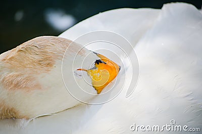 Beautiful Whooper swan Cygnus cygnus sleeping in close up. Stock Photo