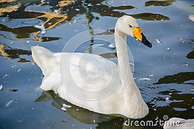 Beautiful Whooper swan Cygnus cygnus swimming alone in a river. Stock Photo