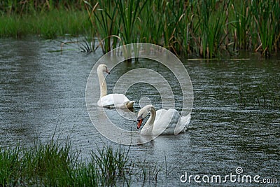 Beautiful Whooper swan swimming in the water. Wildlife scene from nature Stock Photo