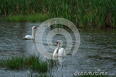 Beautiful Whooper swan swimming in the water. Wildlife scene from nature Stock Photo