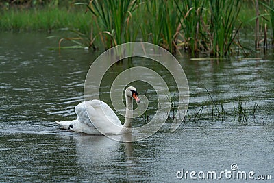 Beautiful Whooper swan swimming in the water. Wildlife scene from nature Stock Photo