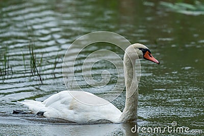 Beautiful Whooper swan swimming in the water. Wildlife scene from nature Stock Photo