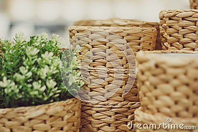 Beautiful wicker basket for flowers, in the foreground plant Stock Photo
